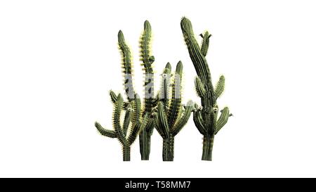 Divers Saguaro cactus plantes - isolé sur fond blanc Banque D'Images
