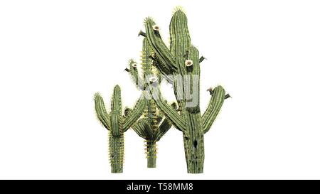 Divers Saguaro cactus plantes - isolé sur fond blanc Banque D'Images
