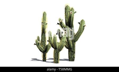 Divers Saguaro cactus plantes - isolé sur fond blanc Banque D'Images