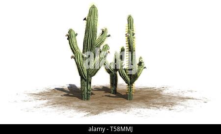 Divers Saguaro cactus plantes - isolé sur fond blanc Banque D'Images