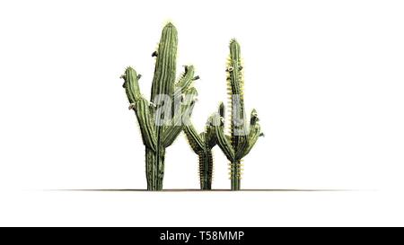 Divers Saguaro cactus plantes - isolé sur fond blanc Banque D'Images