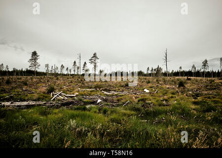 La déforestation, l'écartement, la coupe à blanc ou effacement de l'enlèvement d'une forêt ou d'un peuplement d'arbres provenant de la forêt boréale de la Suède Banque D'Images