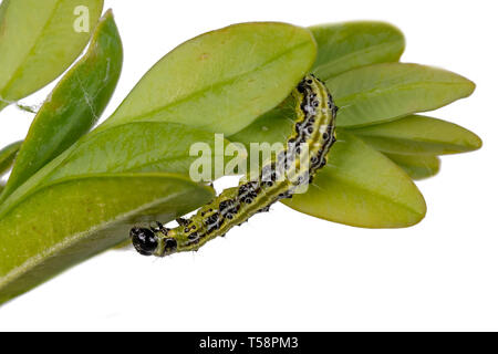 Pyrale du buis se hisse sur une branche. Le buis feuilles lumineuses isolated on white Banque D'Images