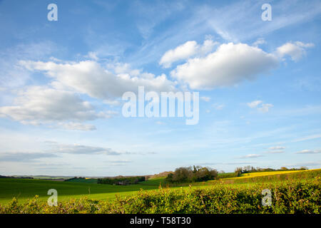 Le matériel roulant de la campagne anglaise de ciel bleu nuages moelleux copie espace champs de colza de haies Banque D'Images