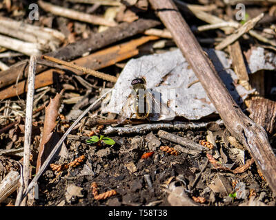 Une plus grande, beefly bombylius major, repose sur le sol de la forêt dans une réserve forestière en japonais, Kanagawa Prefecture, Japan. Banque D'Images