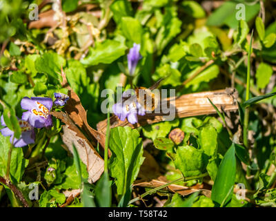 Une plus grande, beefly bombylius major, rss de une fleur dans un parc japonais à Kanagawa, Prefecture, Japan. Banque D'Images