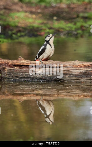 Great spotted woodpecker Dendrocopos major sur un journal avec miroir reflet dans un bois extérieure North Norfolk Banque D'Images