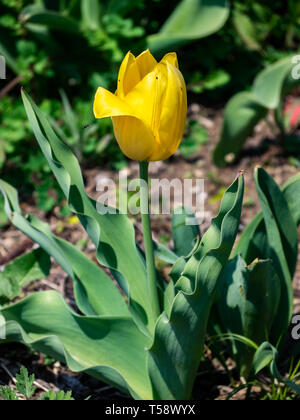 Une tulipe jaune pousse à l'état sauvage le long d'une route à Yokohama au Japon. Probablement un vestige des anciennes décorations routière ou des graines retrouvées ici de près de Banque D'Images