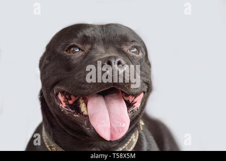 Beau chien portrait dans bon fond gris. smiling dog English Staffordshire Bull Terrier close-up Banque D'Images