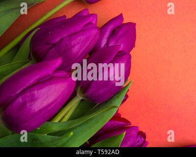Tulipes violet sur fond orange. Concept de printemps. Haut de la vue, télévision lay, copie, espace concept de carte de vœux Banque D'Images