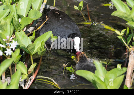 Foulque macroule (Fulica atra) nourrir un jeune poussin au printemps, UK Banque D'Images