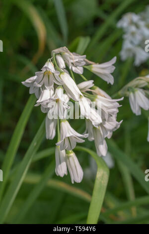 Macro de fleurs blanches de Three-cornered / POIREAU Allium triquetrum sauvages, un membre de la famille des oignons qui peuvent être utilisés une nourriture Nourriture et mangé. Banque D'Images