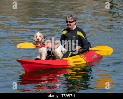 Il s'agit d'EIGG le Coker Spaniel avec har Papa, Kayak à Sandend dans l'Aberdeenshire, en Écosse, le samedi 20 avril 2019. Banque D'Images