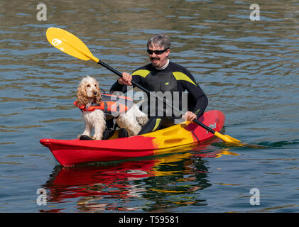 Il s'agit d'EIGG le Coker Spaniel avec har Papa, Kayak à Sandend dans l'Aberdeenshire, en Écosse, le samedi 20 avril 2019. Banque D'Images