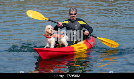 Il s'agit d'EIGG le Coker Spaniel avec har Papa, Kayak à Sandend dans l'Aberdeenshire, en Écosse, le samedi 20 avril 2019. Banque D'Images