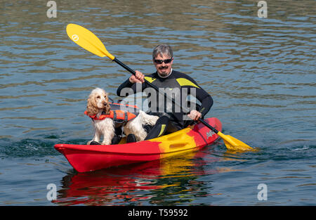 Il s'agit d'EIGG le Coker Spaniel avec har Papa, Kayak à Sandend dans l'Aberdeenshire, en Écosse, le samedi 20 avril 2019. Banque D'Images