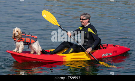 Il s'agit d'EIGG le Coker Spaniel avec har Papa, Kayak à Sandend dans l'Aberdeenshire, en Écosse, le samedi 20 avril 2019. Banque D'Images