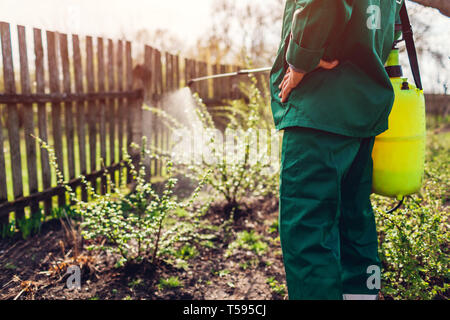 Bush senior farmer la pulvérisation de pesticides avec pulvérisateur manuel contre les insectes au jardin au printemps. Agriculture et jardinage concept Banque D'Images