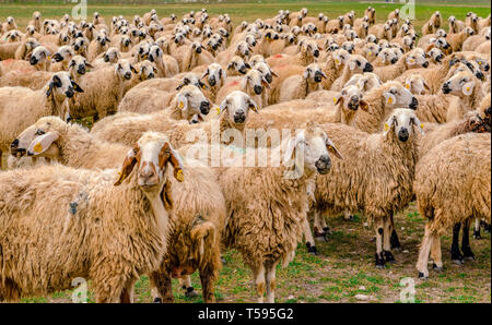 Troupeau de moutons sur l'herbe à l'échelle, Konya, Turquie Banque D'Images