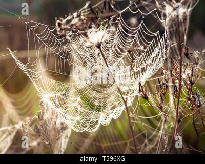 Belle araignée décoré avec des gouttes de la rosée se balançant dans le vent en début de matinée. Natural Background Banque D'Images