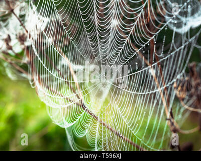 Belle araignée décoré avec des gouttes de la rosée se balançant dans le vent en début de matinée. Natural Background Banque D'Images