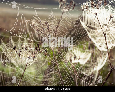 Belle araignée décoré avec des gouttes de la rosée se balançant dans le vent en début de matinée. Natural Background Banque D'Images