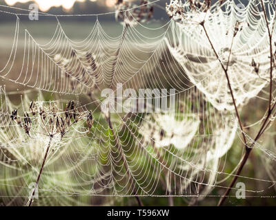 Belle araignée décoré avec des gouttes de la rosée se balançant dans le vent en début de matinée. Natural Background Banque D'Images