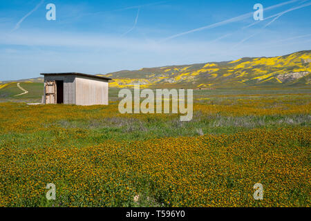 Vieille cabane abandonnée dans un champ de fleurs sauvages, fiddleneck dans Carrizo Plain National Monument en Californie Banque D'Images