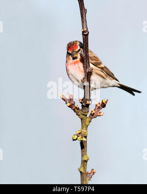 Un Sizerin flammé (Carduelis flammea), situé sur une branche, Warwickshire Banque D'Images