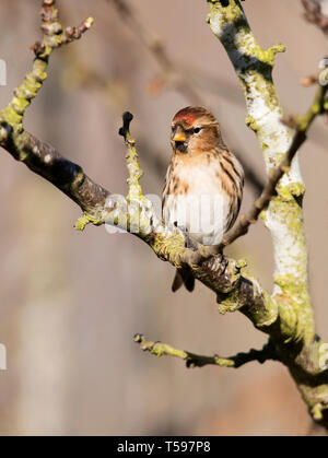 Un Sizerin flammé (Carduelis flammea), situé sur une branche, Warwickshire Banque D'Images