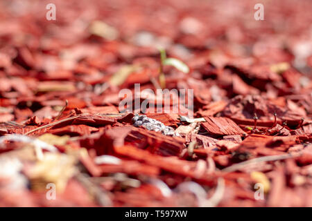 Le paillis de copeaux de pin rouge de près. La conception de paysage parcelles close-up. Beau sol pailler avec des copeaux de pin. La texture de paillis en pin naturel. Banque D'Images