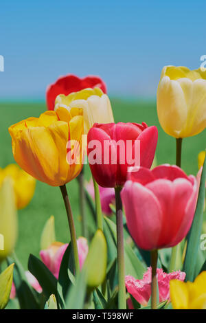 Photo verticale avec tulipes colorées sur fond de ciel bleu dans un pré Banque D'Images