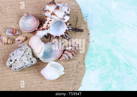 Beaux coquillages et cailloux sur le sable Banque D'Images