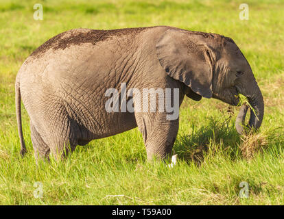 Veau de l'eléphant d'Afrique Loxodonta africana bébé mangeant de l'herbe verte tronc courbé dans la bouche. Parc National d'Amboseli, Kenya Afrique Banque D'Images