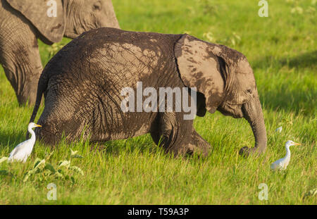 Petit veau éléphant Loxodonta africana bébé fonctionnant en gros plan de l'herbe verte close up close-up oiseaux blancs boeufs dans le Parc national Amboseli au Kenya Banque D'Images