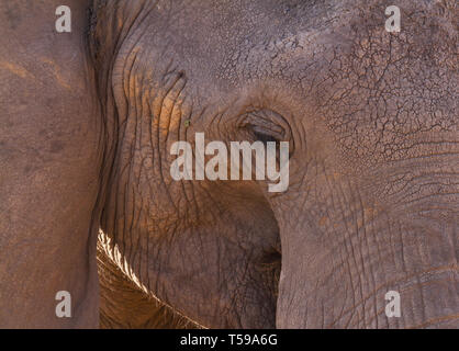 Face à l'éléphant d'une texture de peau ridée, Loxodonta africana, Parc National d'Amboseli Kenya Afrique de l'Est. Détails de la surface de la face Banque D'Images