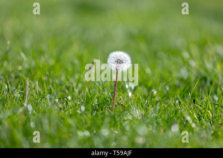 Pissenlit fleur de plus en plus parmi l'herbe de printemps, macro détail de pissenlit, de près, le pissenlit Banque D'Images