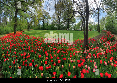 Prises dans le magnifique parc du Château de Pralormo en Piémont, Italie, sur un après-midi ensoleillé de la mi-avril. Chaque année, au début du printemps Banque D'Images