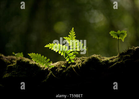 Exemples de Polypodium vulgare fougères poussant sur une branche d'arbre dans la nouvelle forêt. La fougère pousse sur le terrain, mais en bois humide va croître sur tree b Banque D'Images