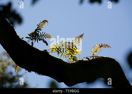 Exemples de Polypodium vulgare fougères poussant sur une branche d'arbre dans la nouvelle forêt. La fougère pousse sur le terrain, mais en bois humide va croître sur tree b Banque D'Images