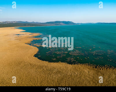 Roseaux en hiver à Vransko jezero (lac Vrana) En Croatie Banque D'Images