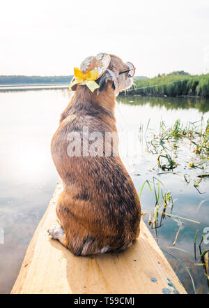 Chihuahua portant des lunettes de soleil et chapeau de paille est assis sur un banc au bord de la rivière en profitant du soleil. Chien à la mode dans un chapeau et des verres posés sur la plage Banque D'Images