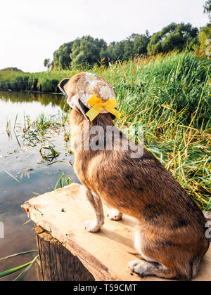 Chihuahua portant des lunettes de soleil et chapeau de paille est assis sur un banc au bord de la rivière en profitant du soleil. Chien à la mode dans un chapeau et des verres posés sur la plage Banque D'Images