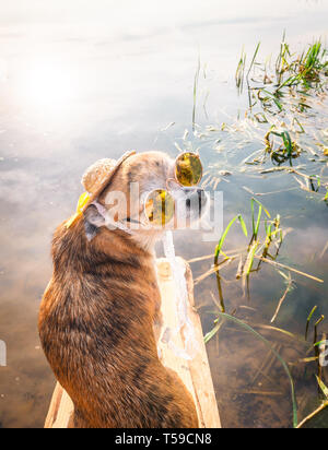 Chihuahua portant des lunettes de soleil et chapeau de paille est assis sur un banc au bord de la rivière en profitant du soleil. Chien à la mode dans un chapeau et des verres posés sur la plage Banque D'Images