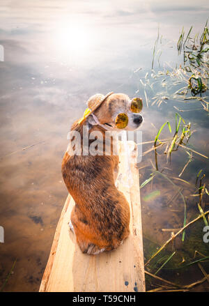 Chihuahua portant des lunettes de soleil et chapeau de paille est assis sur un banc au bord de la rivière en profitant du soleil. Chien à la mode dans un chapeau et des verres posés sur la plage Banque D'Images