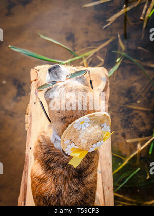 Chihuahua portant des lunettes de soleil et chapeau de paille est assis sur un banc au bord de la rivière en profitant du soleil. Chien à la mode dans un chapeau et des verres posés sur la plage Banque D'Images