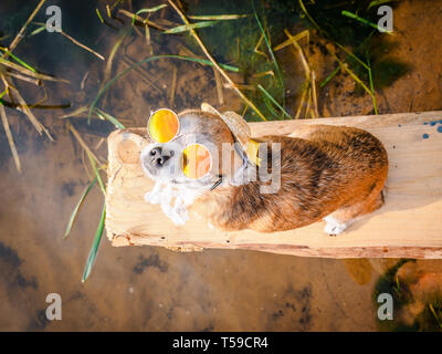 Chihuahua portant des lunettes de soleil et chapeau de paille est assis sur un banc au bord de la rivière en profitant du soleil. Chien à la mode dans un chapeau et des verres posés sur la plage Banque D'Images
