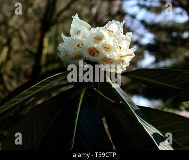 La floraison du Rhododendron Macabeanum blanc Banque D'Images