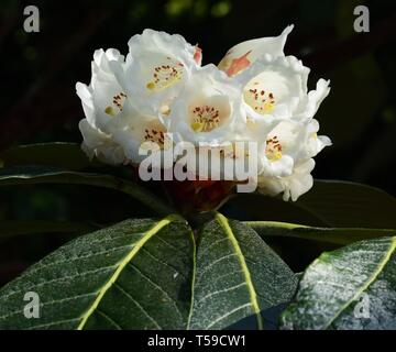 Floraison blanche de Rhododendron Macabeanum. Banque D'Images