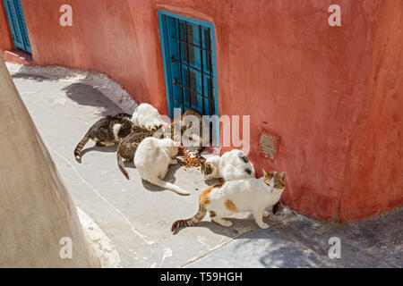 Groupe de chats errants de manger les aliments secs, Grèce Banque D'Images